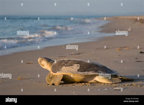 Australian Flatback Sea Turtle Natator Hi Res Stock Photography And