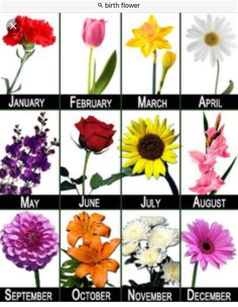 August Birth Month Flower Tattoo 🌈birth Flower Poster Etsy