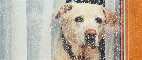 What To Do With Your Dog If Its Raining