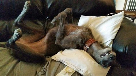 Fiona Appears To Be Enjoying Her Forever Home Grey