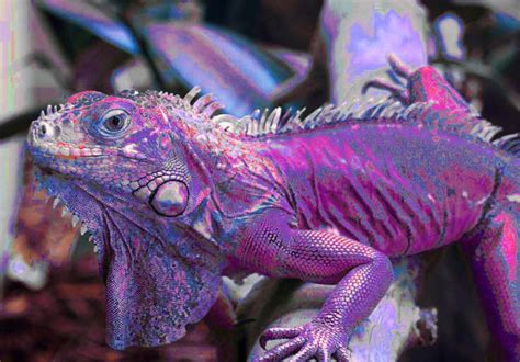 Pink Iguana By 75frogger On Deviantart Cute Animals Iguana Iguana