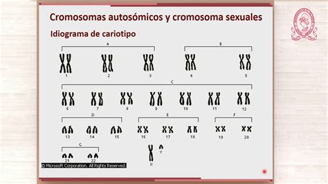 Vc Genética Anormalidades Cromosómicas Numéricas Youtube