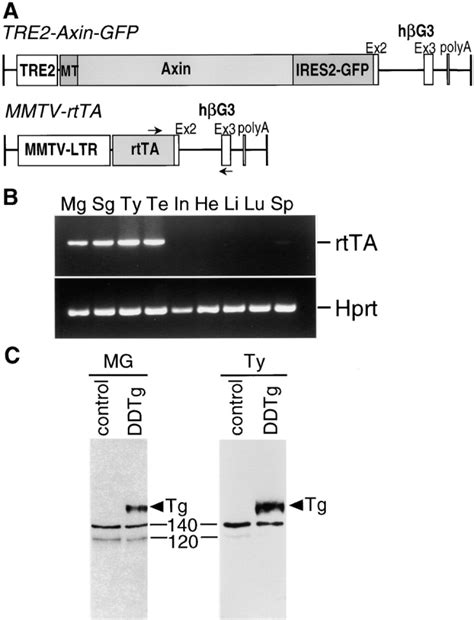 DNA Constructs Used For Dox Inducible Expression Of Axin And Analyses