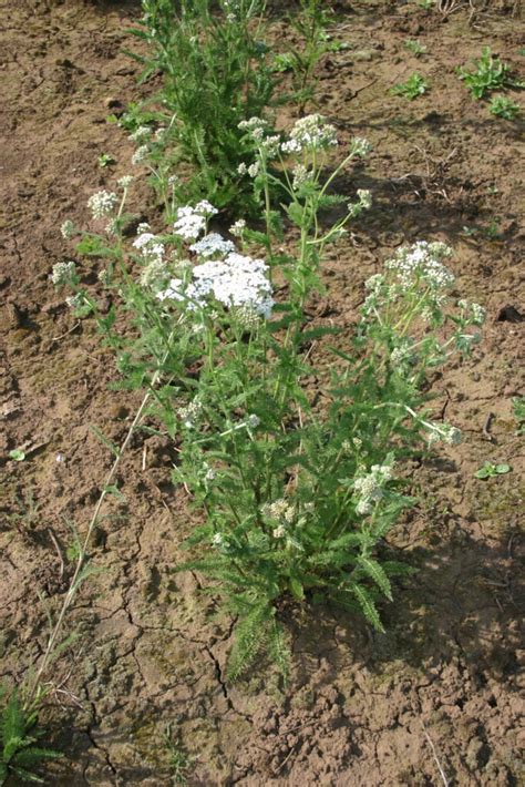 Silver Falls Seed Company Yarrow Western