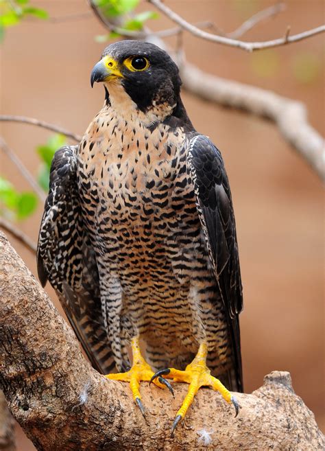 The Peregrine Falcon King Of Birds Wildlife Of World