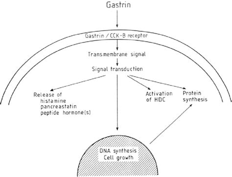 Diagram Illustrating The Effects Of Gastrin On The Ecl Cell Gastrin