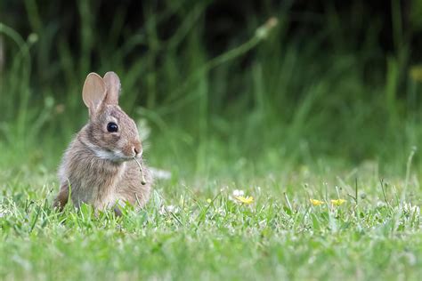 Baby Eastern Cottontail Rabbit Photograph By Michael Russell Pixels