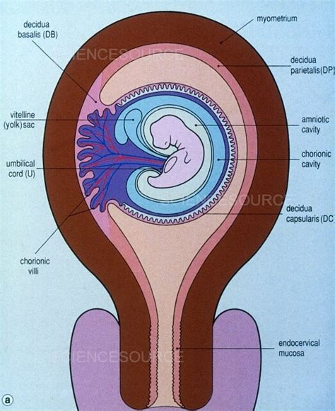 Photograph Decidua And Developing Fetus Diagram Science Source Images