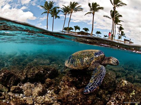 Green Sea Turtle Hawaii Underwater Photography 22