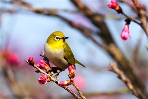 Il Canto Degli Uccelli Può Migliorare La Nostra Salute Mentale Ecco La