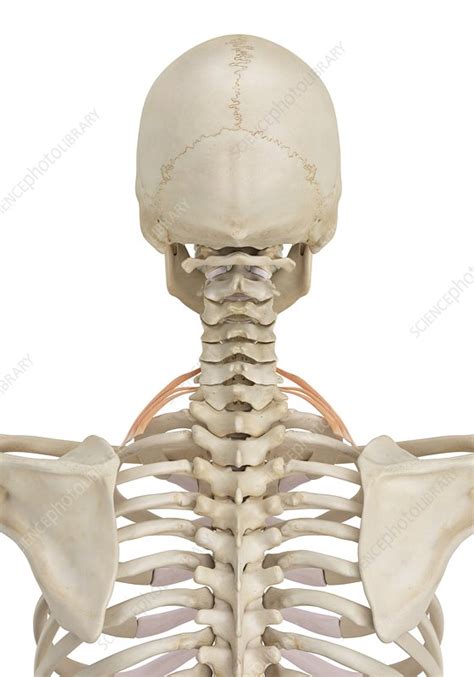 Human Neck Muscles Illustration Stock Image F0116343 Science