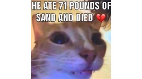 He Ate 71 Pounds Of Sand And Died Know Your Meme