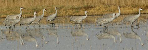 Cranes San Diego Bird Spot