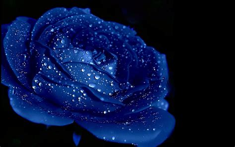 Only the best hd background pictures. Blue Rose Wallpaper ·① WallpaperTag
