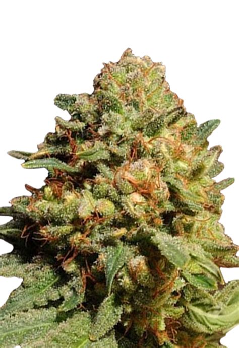 Pineapple Express Strain Autoflowering Cannabis Seeds By Beaver Seeds