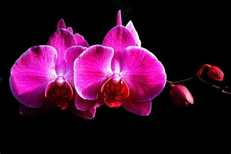Phalaenopsis Moth Orchids Flower Orchids Purple Hd Wallpaper Peakpx
