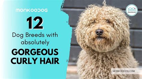 Curly Haired Dog Breeds Discount Online Save 56 Jlcatjgobmx