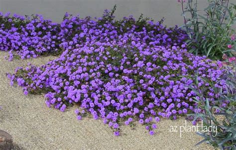 Ground cover plants are particularly useful in shady parts of the garden, where other plants struggle to grow. Flowering All Year Long... - Ramblings from a Desert Garden