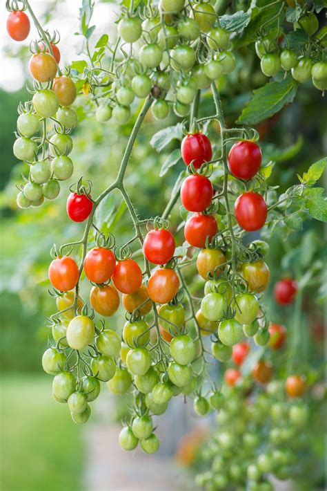 Tomato Plum Celano F1 Hybrid Seeds £295 From Chiltern Seeds