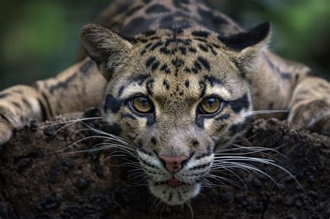 Clouded Leopards Wallpapers Wallpaper Cave