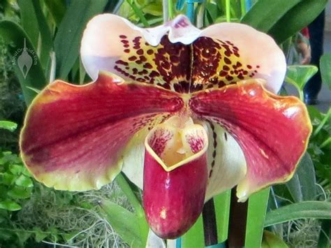 Aboutorchids Blog Archive Valentine’s Orchid Care