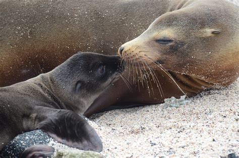 14 Facts About Sea Lions