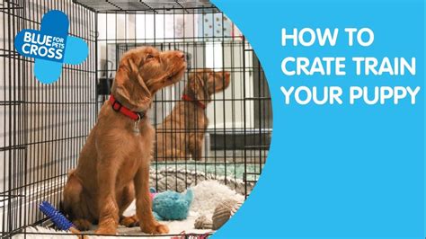 How To Crate Train Your Puppy Blue Cross