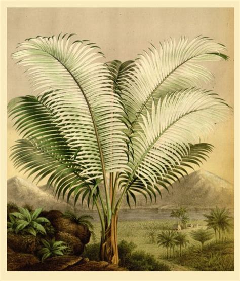 Found In The Internet Archive By Anitanh With Images Palm Tree Art