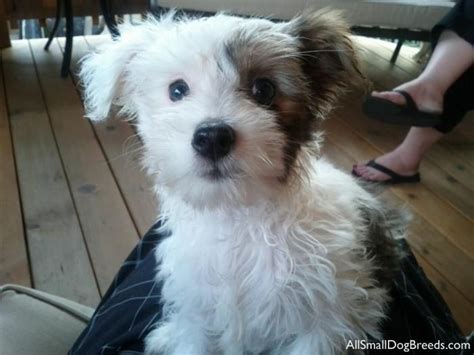 Check spelling or type a new query. Best 30 Chinese Crested Powderpuff images on Pinterest ...