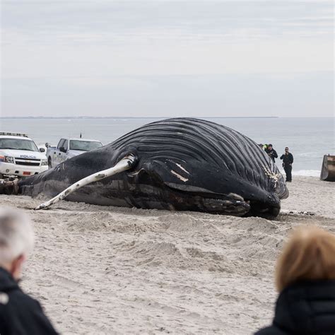 Dead Humpback Whale Washes Ashore At Ocean Shores Phoenix News