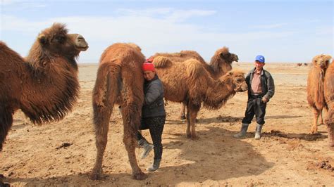 Mongolian Nomadic Lifestyle - Tour Mongolia