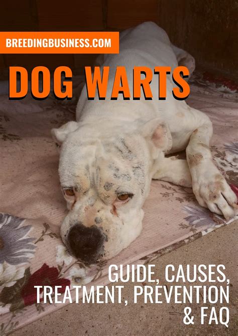 Dog Warts Guide Causes Treatments Prevention And Faq