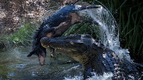 Swim With A Saltwater Crocodile Ph