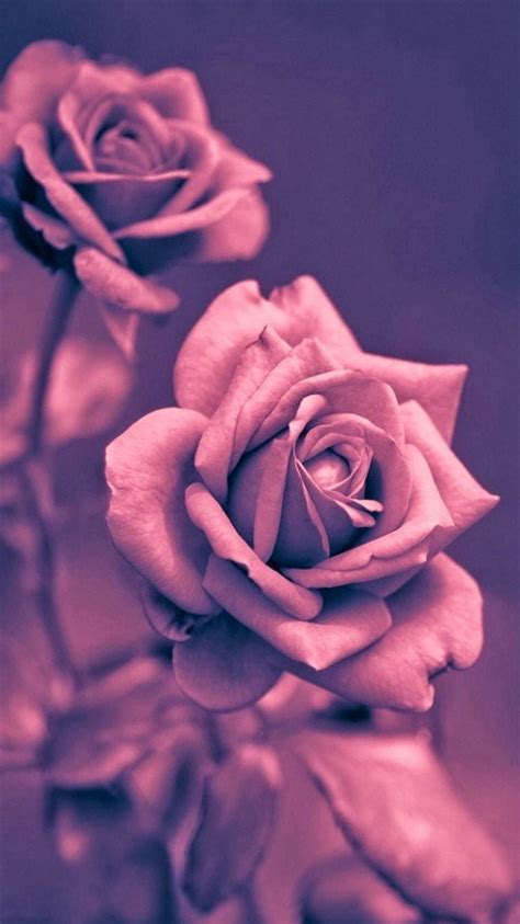 Beautiful Pink Rose Closeup Iphone Wallpapers Free Download