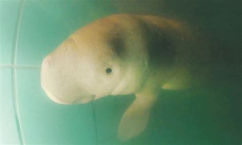New Orphan Dugong Named ‘handsome Sea Prince By Thai Royal Newspaper