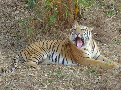 Karnataka Tiger Vikram Has Its Final Roar At Pilikula Biological Park