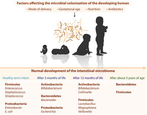Frontiers Microbial Colonization From The Fetus To Early Childhood—a