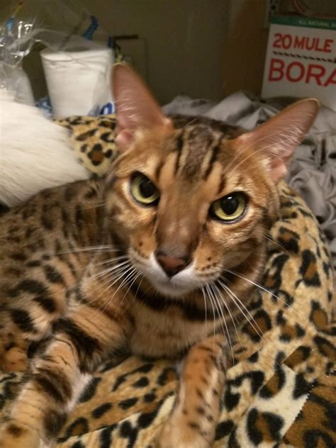 The bengal cat is highly active. Bengal Cat Adoption North Carolina
