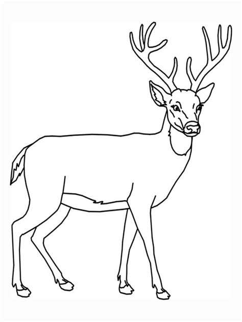 Free Printable Animal Deer Coloring Sheet Pictures Kentscraft