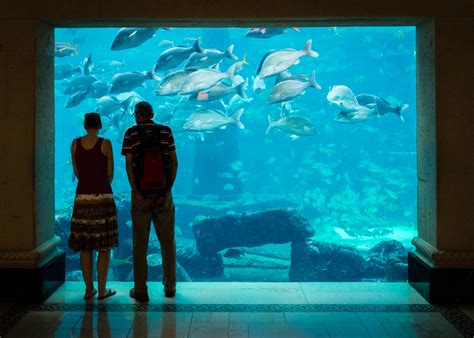 Sea Life Aquarium Rivercenter Mall Opening In 2018