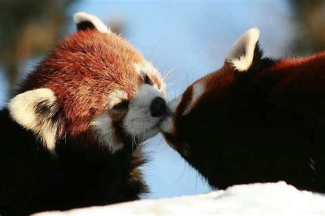 Kissing Red Pandas Cute Animals Pinterest