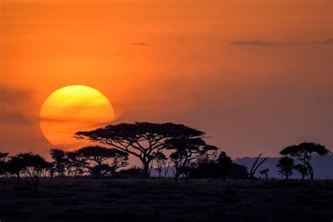 Top 10 Facts About The Serengeti National Park Tanzania Discover