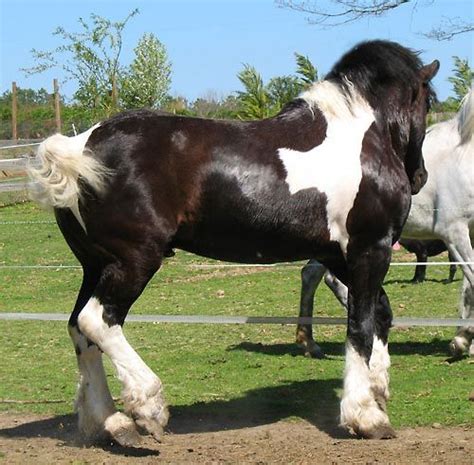 Spotted Draft Horse Breed Information History Videos Pictures