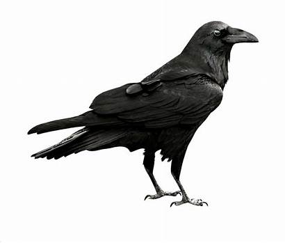 Crow Clipart Blackbird Raven Transparent Bird Scary