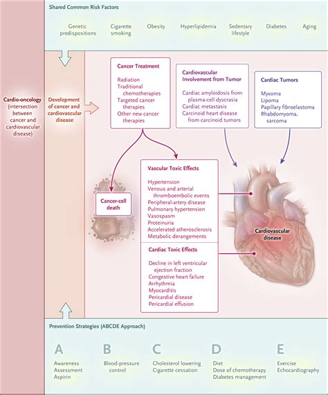 Cardiovascular Toxic Effects Of Targeted Cancer Therapies Nejm