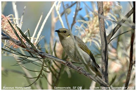 Fuscous Honeyeater Lichenostomus Fuscus Photographed At Flickr