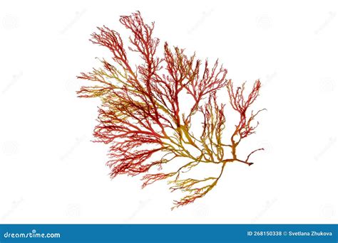 Rhodophyta Or Red Seaweed Branch Isolated Transparent Png Stock Photo