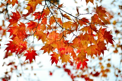 Branch Red Leaves Autumn Maple Bokeh D Wallpaper 2048x1365 182091