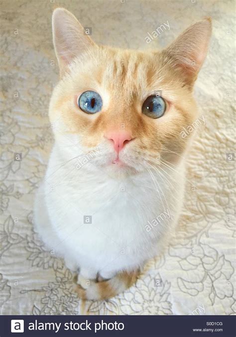 Typically they range from 75 to 600 dollars. A flame point Siamese domestic shorthair cat with blue ...