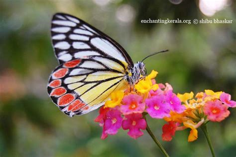 School Of Digital Photography 14 Tips For Photographing Butterflies